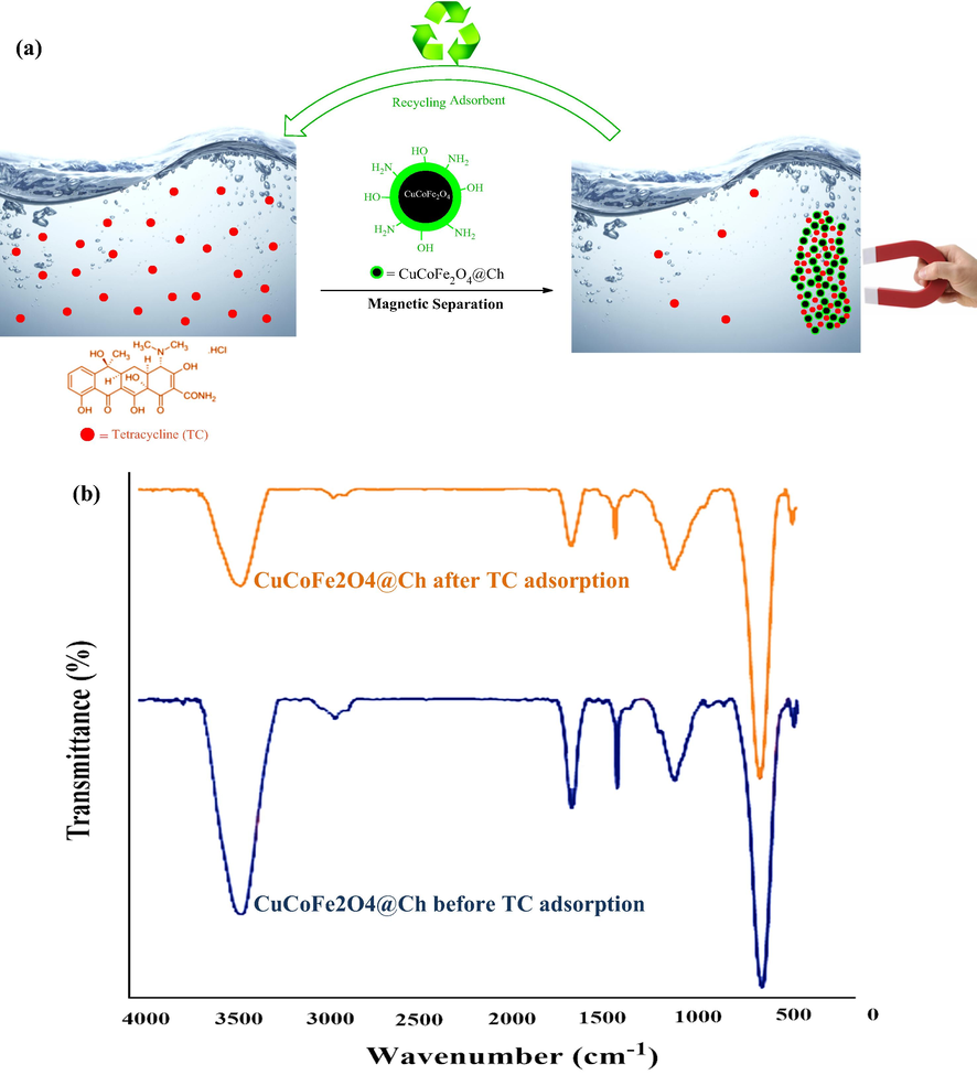 Adsorption mechanism (a), FTIR of CuCoFe2O4@Ch before and after TC adsorption (b).