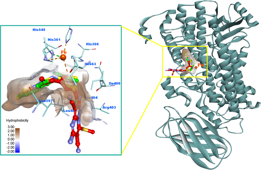 Overlay of 9 (red), 12 (yellow) and RS7 (green) to show the shape complementarities, difference in orientation and torsions exhibited by the docked poses within the active site of 15-LOX. The iron (Fe) atom was displayed as ball colored in dark orange. Pi-sulfur and hydrophobic interactions were showed in dashed orange and light violet lines, respectively. Hydrogens were deleted for clarity purpose. Hydrophobic surfaces around ligands were created. The 3D protein is displayed as secondary structure in ribbon solid style colored in dark cyan.