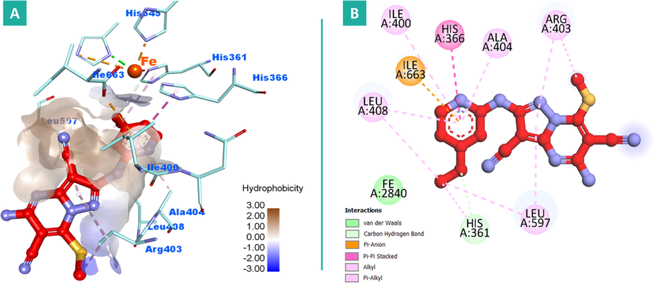 2D and 3D binding modalities of compound 9 (Ball & stick with carbons colored in red) within the catalytic active site of 15-LOX enzyme (PDB code: 1LOX); A) 3D binding pattern of 9 into the active pocket of 15-LOX; B) 2D binding pattern of 9 into the active pocket of 15-LOX. Hydrophobic surface around ligand was created. The iron (Fe) atom was colored in dark orange. Hydrogens were deleted for clarity purpose.