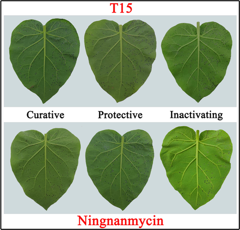 Tobacco leaf morphology effects of T15 and NNM against TMV in vivo. The left side of each leaf was drug-treated, the right side of each leaf was untreated with drug.