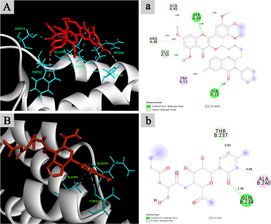 Molecular docking of compound T15 (A, a) and NNM (B, b) to TMV CP.