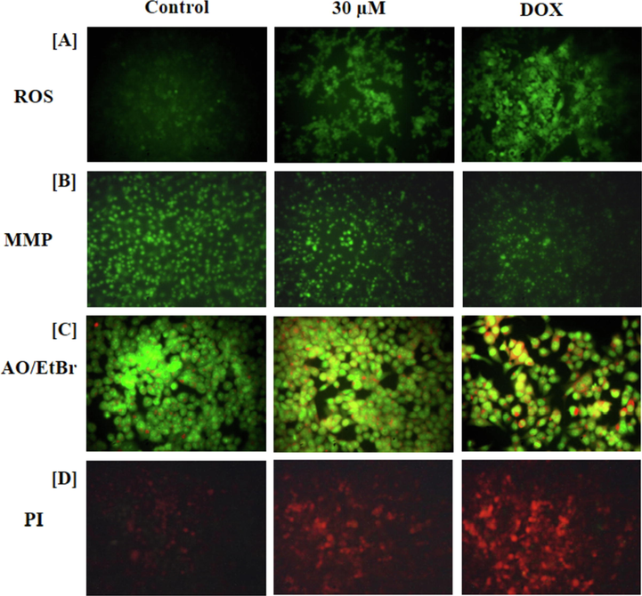 Effect of brassinin on the ROS production, MMP level, and apoptotic cell death in the C666-1 cells. The 30 µM of brassinin treated C666-1 cells represented the augmented green fluorescence than the control that confirms the increased ROS generation in the brassinin administered C666-1 cells (A). The 30 µM of brassinin treatment effectively depleted the MMP status in the C666-1 cells (B). The images of dual staining demonstrated the augmented orange and yellow in the 30 µM of brassinin treated C666-1 cells than control due to the increased apoptotic cells (C). The images of PI staining also demonstrated the augmented red fluorescence in the 30 µM of brassinin administered C666-1 cells that evidences the increased apoptosis (D).