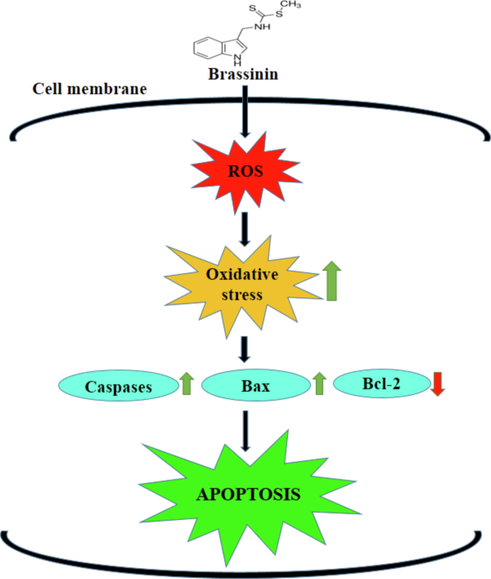 Schematic representation of probable molecular mechanisms of brassinin on the C666-1 cells.