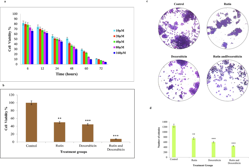 (a). MTT assay shows rutin suppresses the growth of MDA-MB-231 cells in a dose and time-dependent manner. The IC50 values of rutin to MDA-MB-231 cells were 40 ± 1.0 µM for 24 h respectively; Fig. 1(b). Cell viability of MDA-MB-231 cells after exposure to 40 µM/ml rutin and 0.5 µM/ml doxorubicin alone and in combination. The combination of rutin and doxorubicin showed enhanced cytotoxic activity. Data are presented as ± SD normalized to untreated control. Statistical significance was assessed by student t-test (*P < 0.01, *** P < 0.001); Fig. 1(c). Representative images of colonies formed by MDA-MB-231 cells after treatment with 40 µM/ml rutin and 0.5 µM/ml doxorubicin alone and in combination. Fig. 1(d). The graphical representation of MDA-MB-231 cells after treatment with rutin, doxorubicin, and combined group. Each bar represents the mean ± SD of triplicate samples from three independent experiments (*P < 0.01, *** P < 0.001 compared with untreated control).