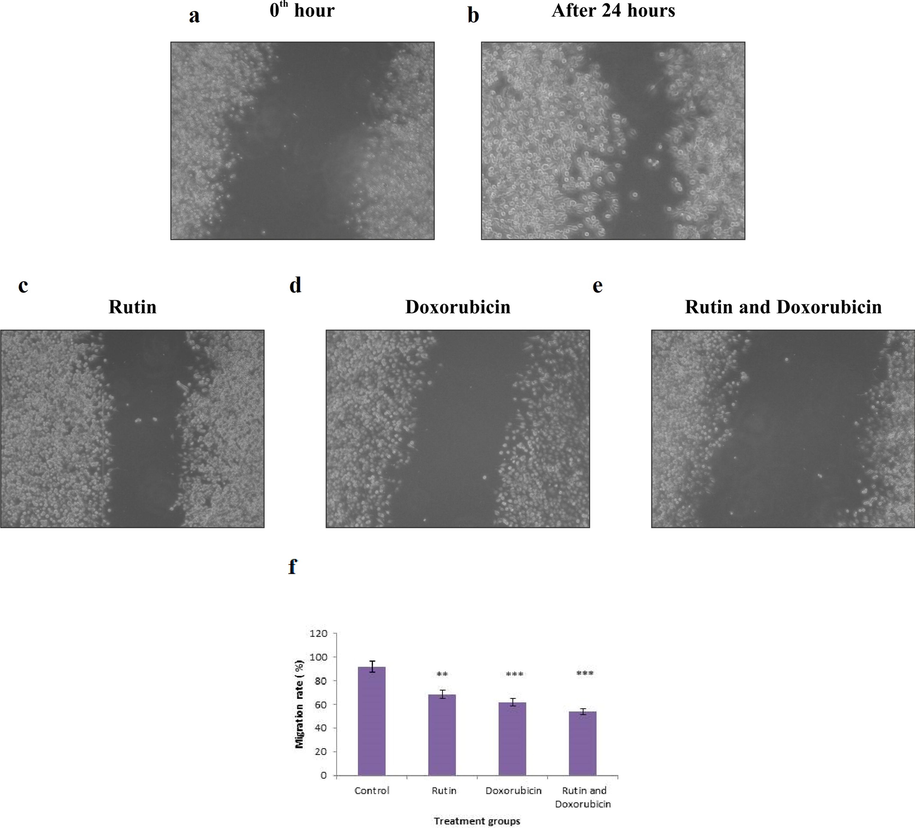 (a-e). MDA-MB-231 cells were cultured to confluence and scratched for the wound. Combinational treatment shows a greater influence on cell migration. The results are presented as the gap area in the initial scratch and 24 h of observation. (f). Quantification of migration rate of MDA‐MB‐231 cells after treatment with rutin and doxorubicin. Each bar represents the mean ± SD of triplicate samples from three independent experiments (*P < 0.01, *** P < 0.001 compared with untreated control).