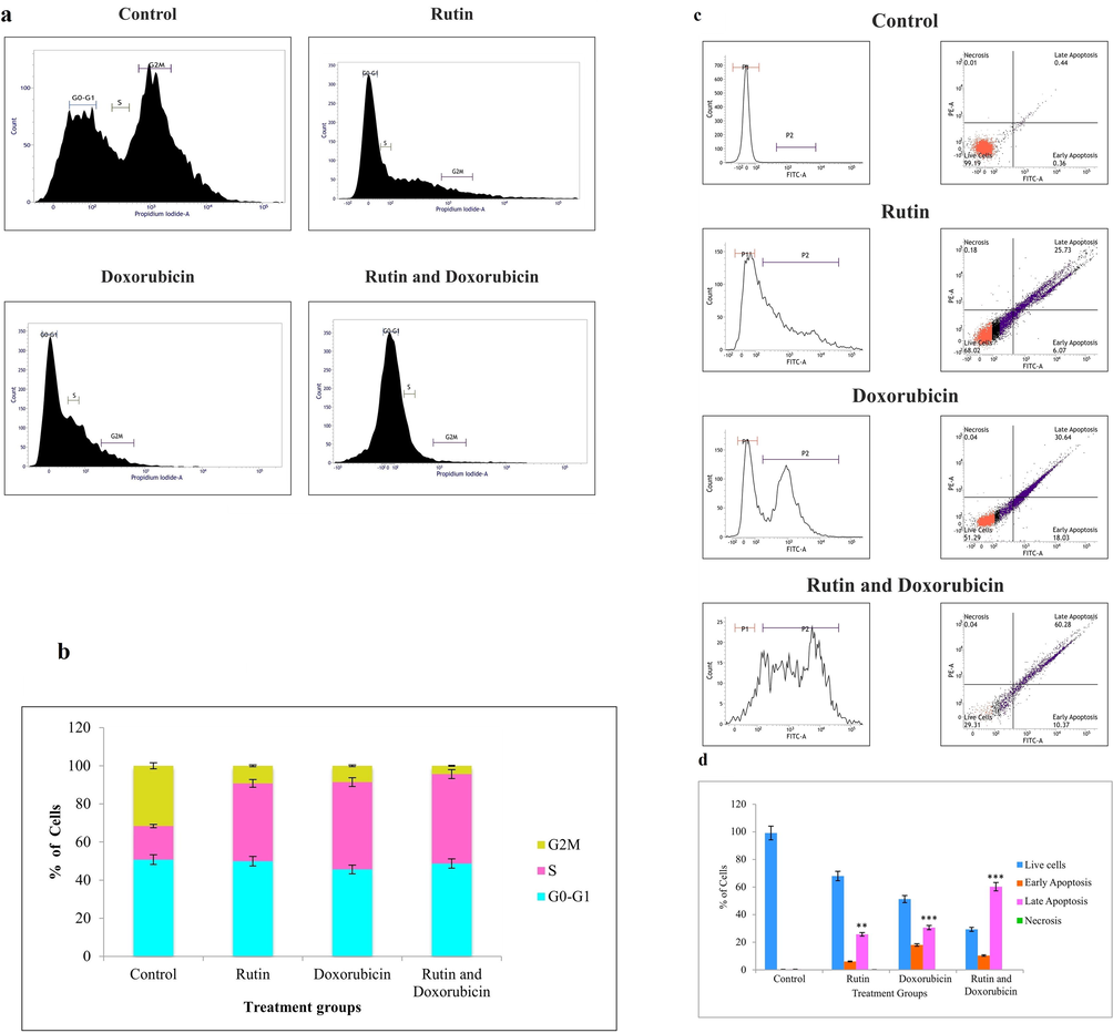 (a). After 24 h of treatment with40 µM rutin, 0.5 µM doxorubicin, and in combination group, flow cytometry analysis shows all the treated groups arrested the G2/M phase of the cell cycle. (b). Distribution of cells in various phases of the cell cycle. Each bar represents the mean ± SD of triplicate samples from three independent experiments (**P < 0.01, ***P < 0.001 versus untreated control). (c). Rutin + doxorubicin-induced significant ER stress mediated apoptotic cell death in MDA-MB-231 cells and synergistically increased the protein aggregate formation. (d). The bar chart shows the proportion of apoptotic cell death. Each bar represents the mean ± SD from three independent experiments (**P < 0.01, ***P < 0.001 compared to untreated control).