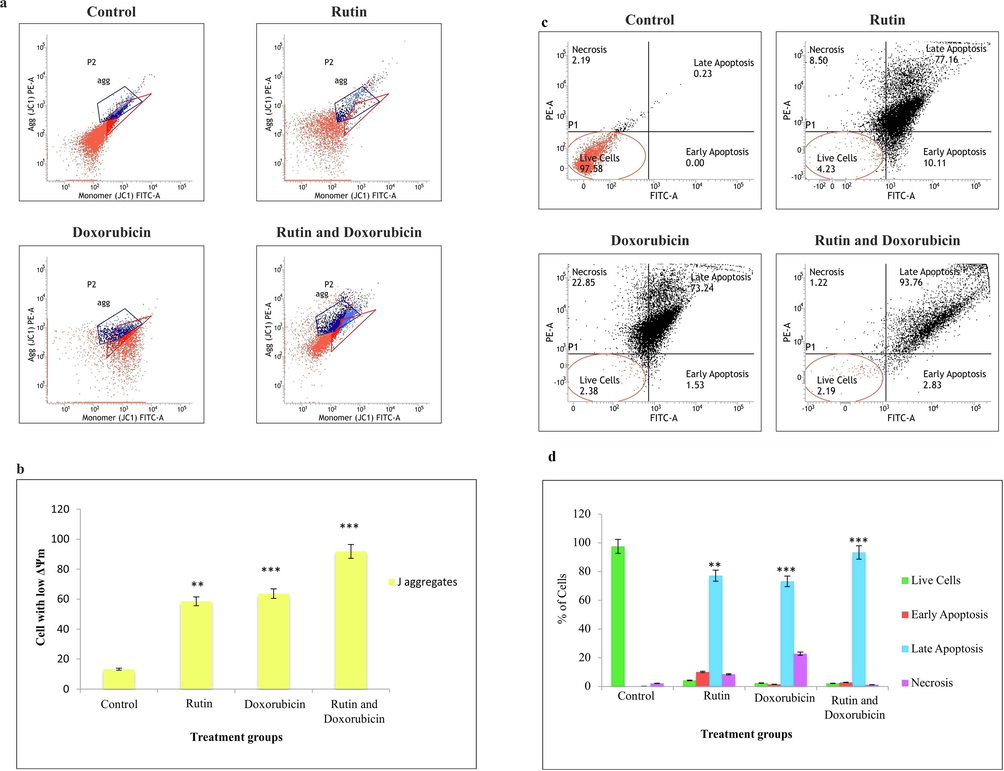 (a). Evaluation of mitochondrial membrane potential in MDA-MB-231 cells. The treatment group showed a loss of mitochondrial membrane potential. (b). The graph shows the TNBC cells with low ΔΨm. Each bar represents the mean ± SD of triplicate samples from three independent experiments (**P < 0.01, ***P < 0.001). (c). Apoptosis rates of MDA-MB-231 cells incubated with different treatment groups, the percentage of apoptotic cells were measured by flow cytometry. (d). The graph shows the distribution of cells in the apoptotic phase. Each bar represents the mean ± SD of triplicate samples from three independent experiments (**P < 0.01, ***P < 0.001).