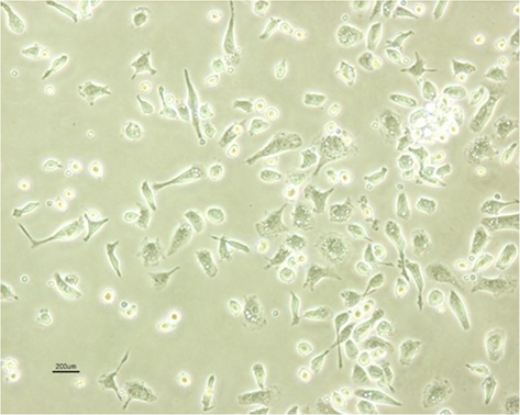 morphology of Human bone marrow stem cells (HDMSCs).