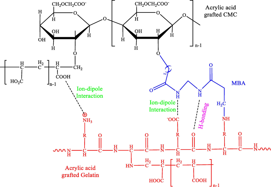 The diagram of cross-linked CMC and gelatin grafted p(AA).