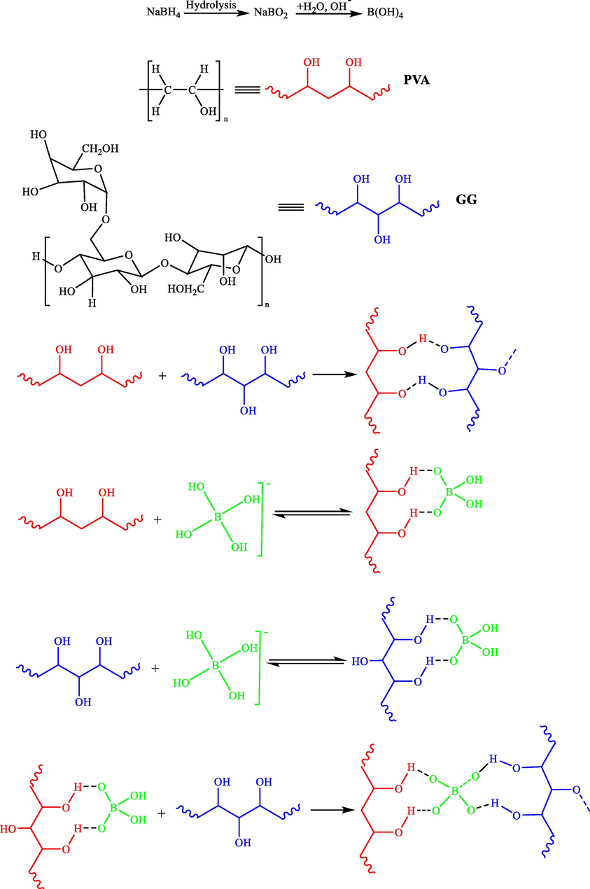 A probable mechanism of cross linking of polyvinyl alcohol, guar gum, and borate ions in the hydrogels.