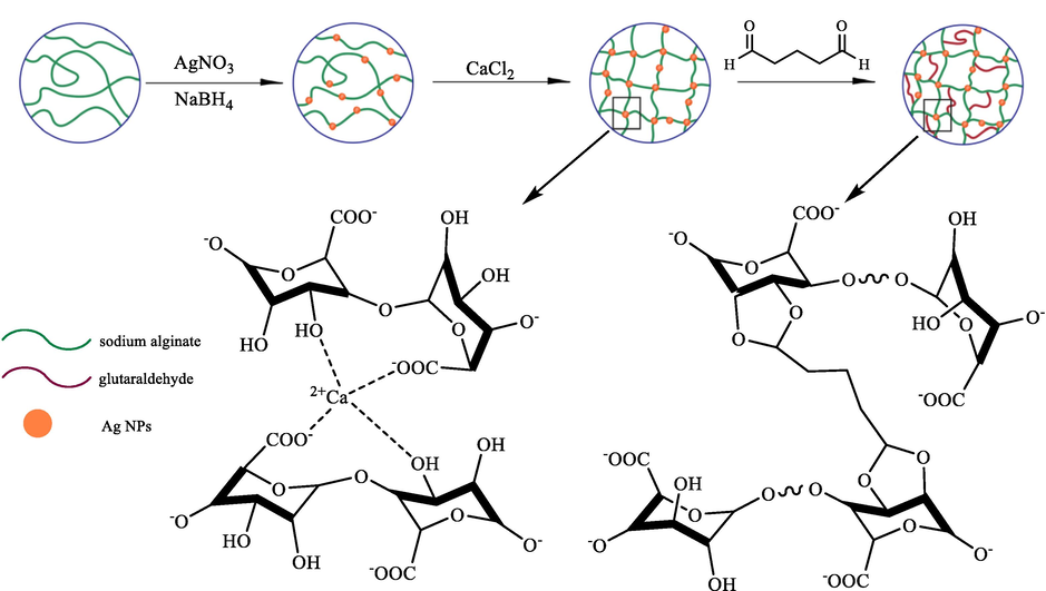 The synthesis of the Ag/CA@GTA hydrogel beads.