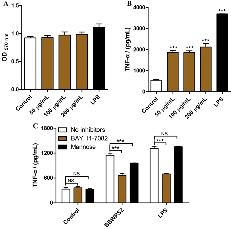 Effects of BBWPS2 on the secretion of TNF-α in RAW264.7 cells. (A, B) RAW264.7 cells were treated with BBWPS2 or LPS for 24 h. (C) RAW264.7 cells was pretreated with BAY 11–7082 (2 µmol/L) or mannose (500 µg/mL) for 1 h before incubation with 200 μg/mL BBWPS2 or 2.5 μg/mL LPS for 24 h. The content of TNF-α in the culture medium was determined by ELISA kit.