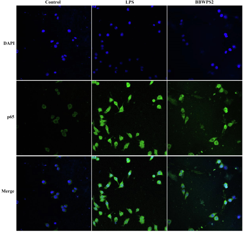 BBWPS2 activated the NF-κB signaling in RAW264.7 cells. RAW264.7 cells were treated with BBWPS2 (200 μg/mL) or LPS (2.5 μg/mL) for 3 h. p65 subunit translocated into nuclei (DAPI) was obtained by confocal laser microscopy.