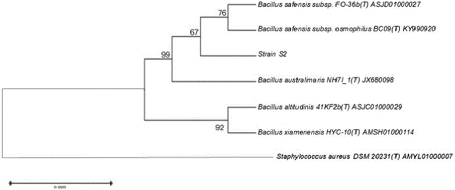 The phylogenetic tree shows the relationship between the strain S2 and other known homologous strains in the GenBank database.