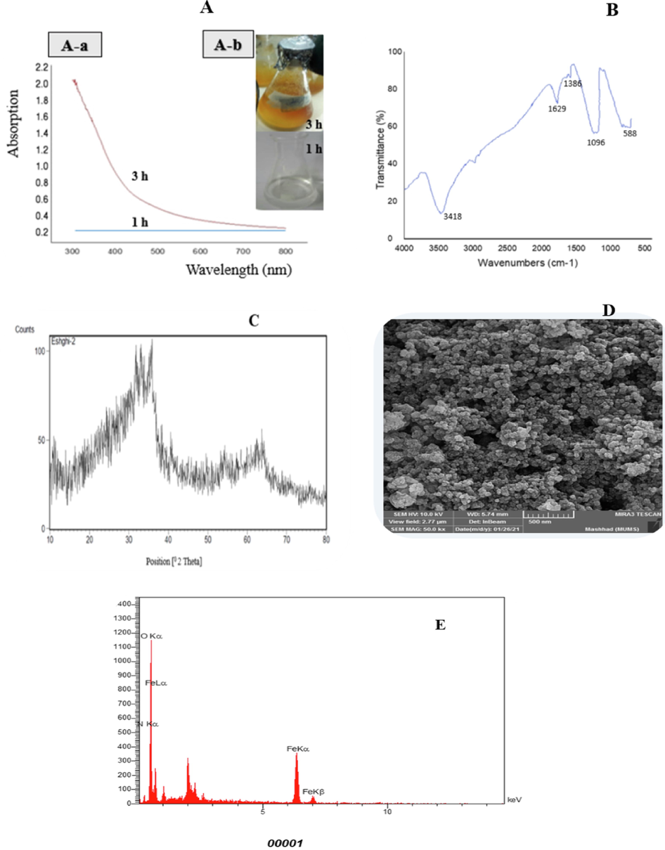 Spectrophotometric analysis (A), FTIR spectra (B), X-ray diffraction pattern (C), scanning electron microscopic images (D), and Energy dispersive X-ray spectrum (E) of FeNPs synthesized by strain S2.