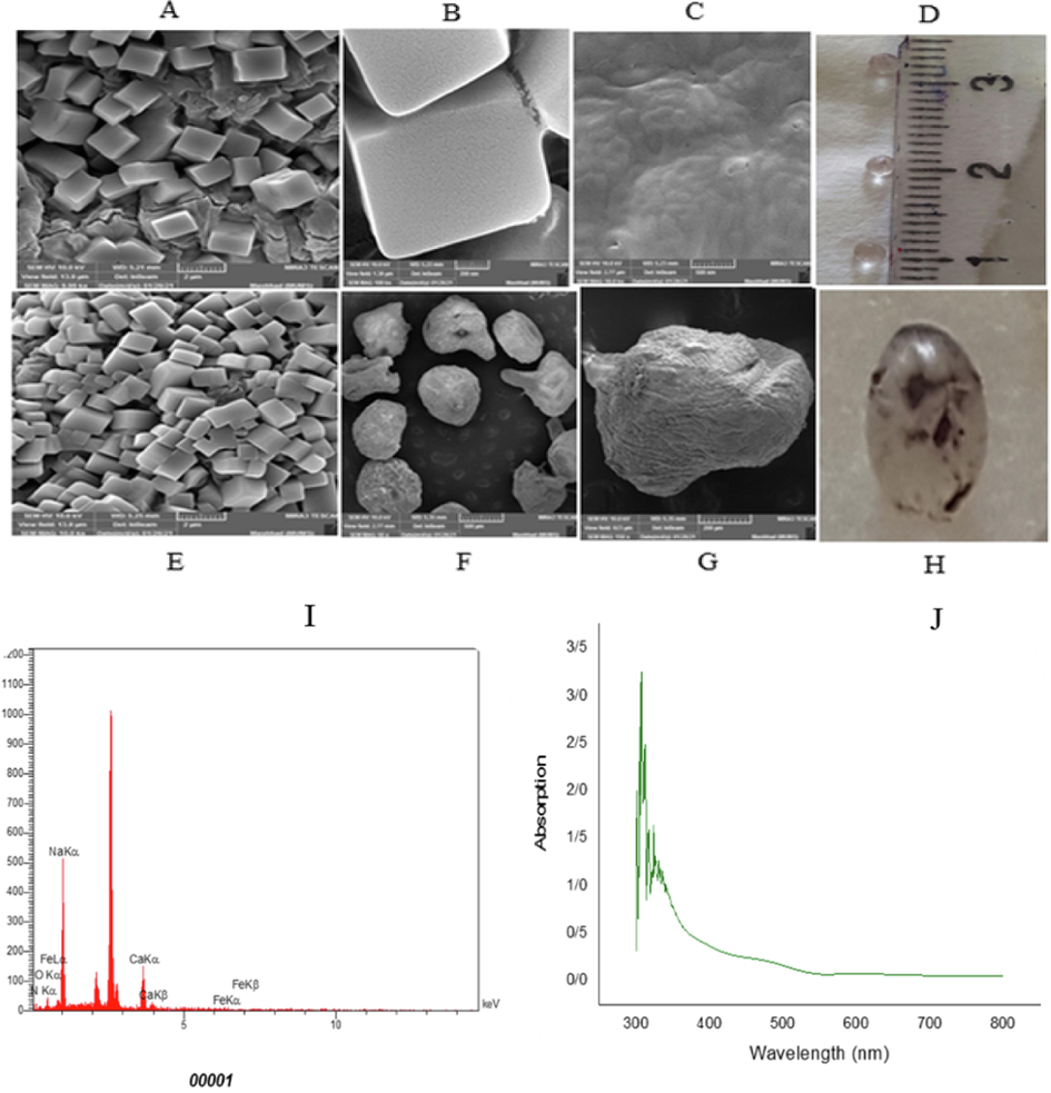 SEM images of outer and inner surface of FeNPs/Ca-Alg beads (A to G), Image of FeNPs/Ca-Alg beads (D, H), EDX spectra of FeNPs/Ca-Alg beads which confirms the presence of FeNPs (I), UV–Vis absorption spectra of decolorization of Acid Red 88 using FeNPs/Ca-Alg beads (J).