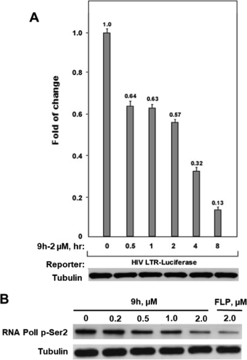 (A) The HIV-1transcription inhibition of compound 9h at different concentrations in NH2 cells. (B) Western blotting analysis of the phosphorylated Ser2(p-Ser2) level of RNAPII CTD in Hela cells treated with 9h at different concentrations.