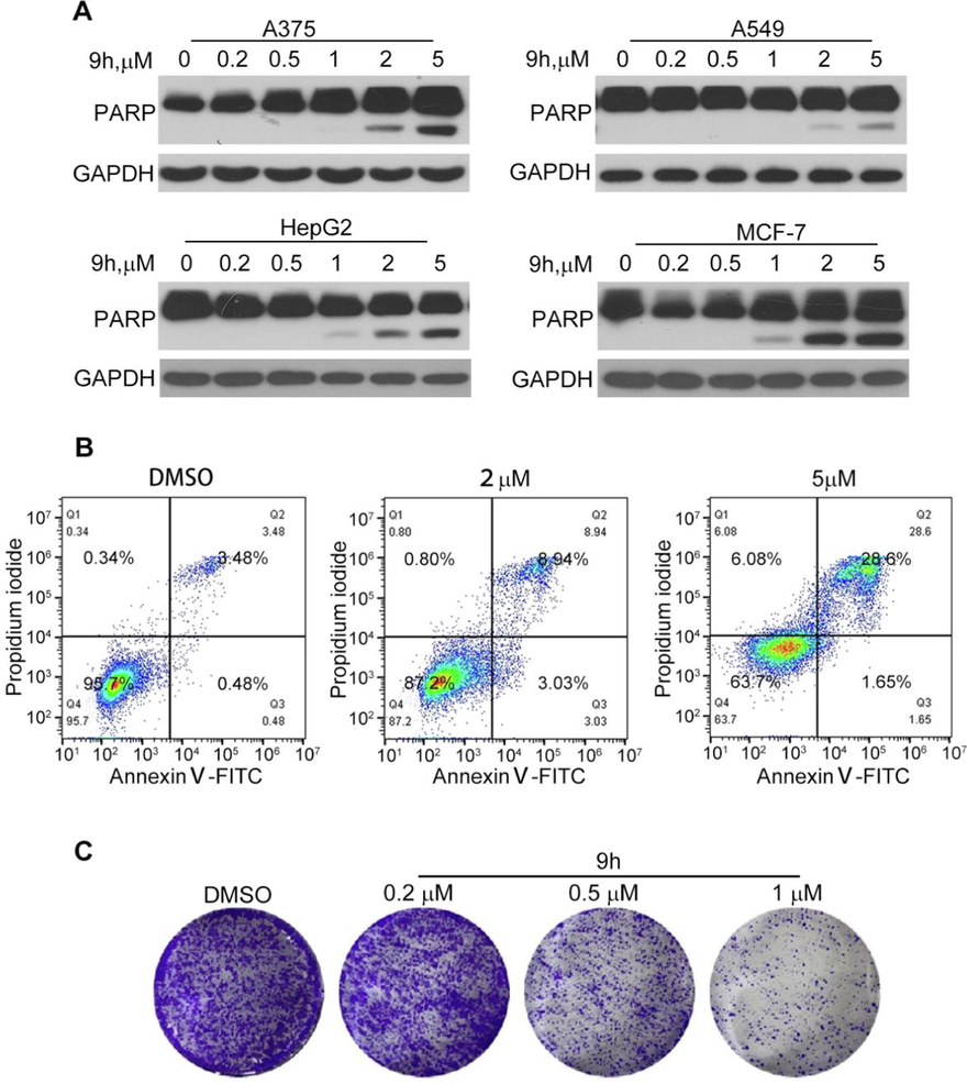 The apoptosis induction of 9h in cancer cells. (A) Induction of PARP cleavage by 9h. Different cancer cell lines were treated with 9h at indicated concentrations for 24 h. Cleaved PARP was tested by western blotting. (B) Apoptosis assay of compound 9h on HepG2 cells. HepG2 cells were treated with compound 9h at indicated concentrations for 24 h, then subjected to double stating and detected through FACS. (C) Colony formation assay of 9 h on HepG2 cells. Cells were treated with compound 9 h at indicated concentrations for 7 days, then subjected to crystal violet staining.