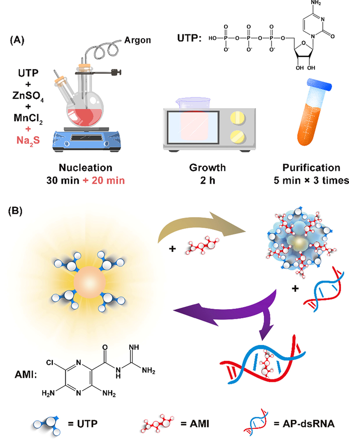 (A) Schematic diagram of UTP-QDs synthesis. (B) Mechanism of AP-dsRNA detection using UTP-QDs RTP modulated byAMI.