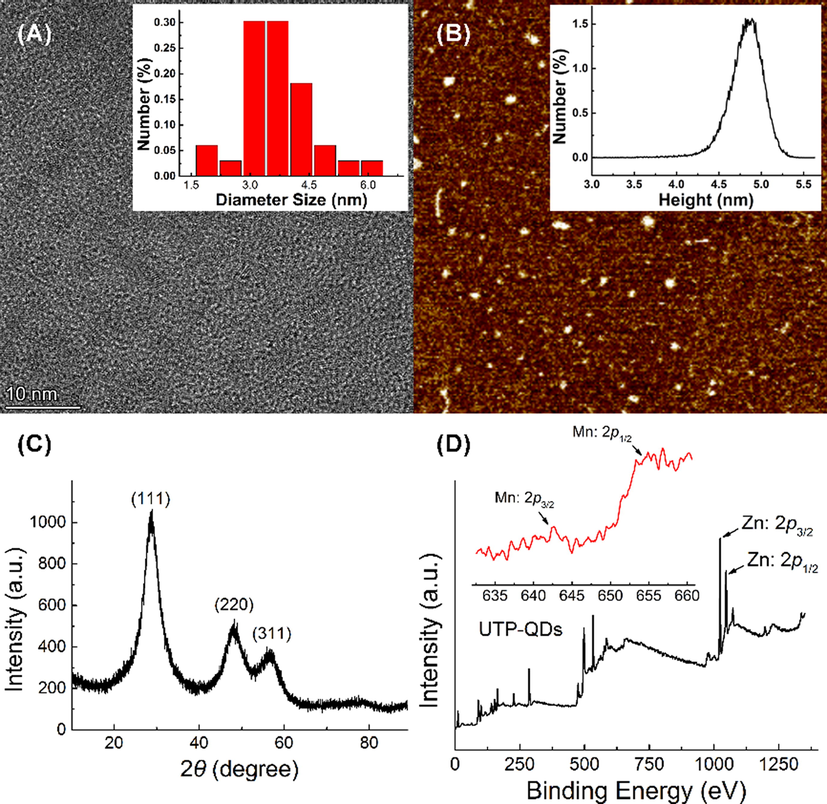 Characterization of UTP-capped Mn-doped ZnS QDs: (A) TEM image and particle size distribution (inset); (B) AFM image and height distribution (inset); (C) XRD patterns; (D) XPS images and Mn 2p spectra (inset).