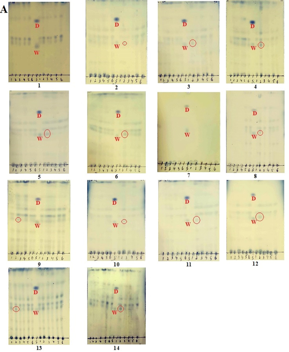 TLC detection (red circled) of withametelin (W) and daturaolone (D) in selected samples of D. innoxia leaves (A) and fruits (B). TLC method was optimized for the co-detection of withametelin and daturaolone. 1 µl of the standard solution was run in different mobile phases to select the best mobile phase for separation, elution and simultaneous detection of withametelin and daturaolone. Phosphomolybdic acid reagent was used for the final detection and analysis.