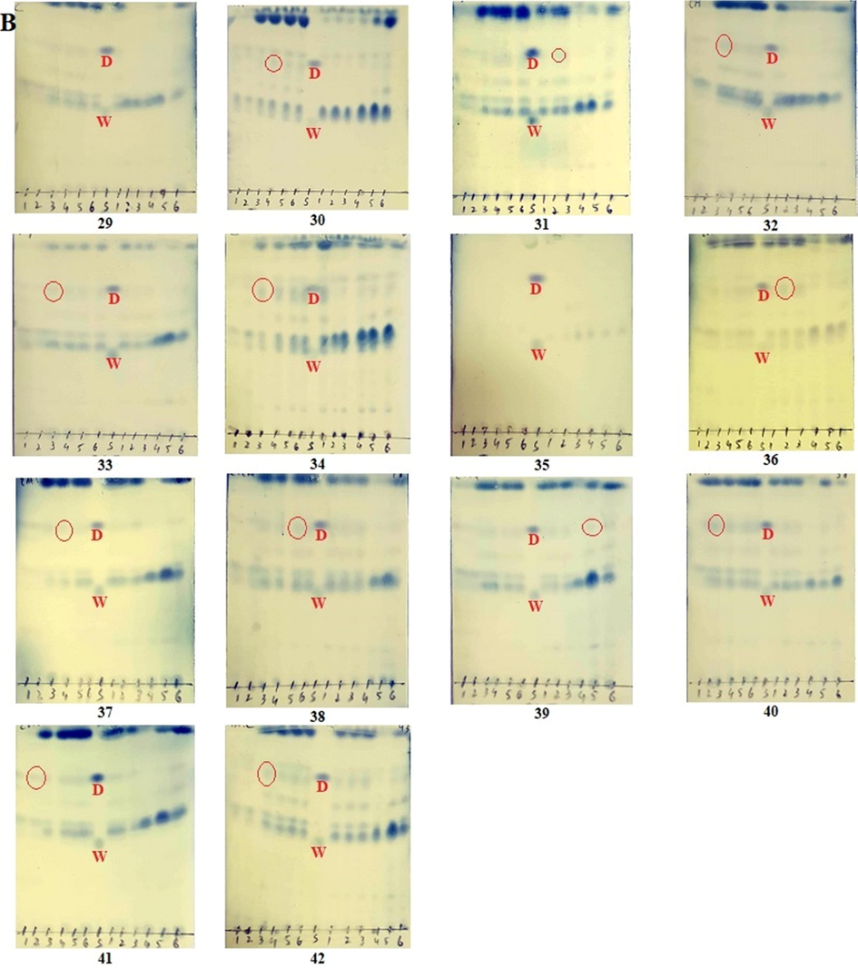 TLC detection (red circled) of withametelin (W) and daturaolone (D) in selected samples of D. innoxia leaves (A) and fruits (B). TLC method was optimized for the co-detection of withametelin and daturaolone. 1 µl of the standard solution was run in different mobile phases to select the best mobile phase for separation, elution and simultaneous detection of withametelin and daturaolone. Phosphomolybdic acid reagent was used for the final detection and analysis.