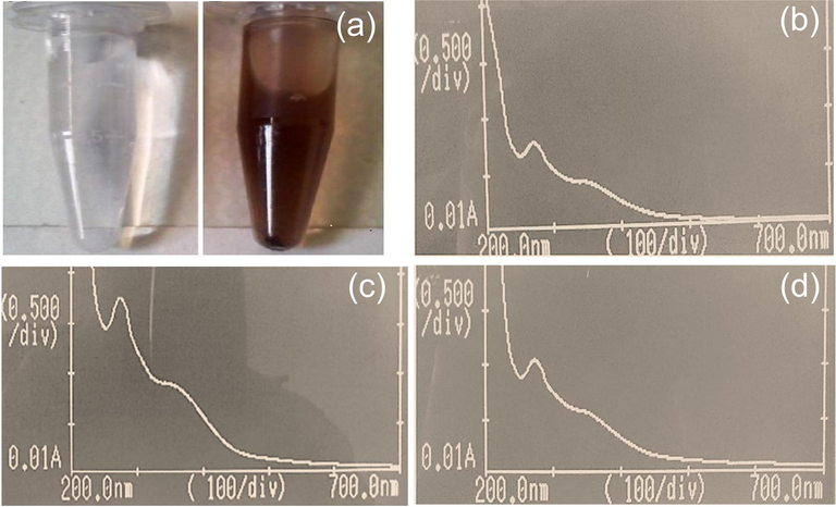 (a) Visual confirmation of silver nanoparticles i.e., silver nitrate solution and AgNPs formation; (b) UV–Vis spectrum of AgNPs synthesized from the leaves of P. hydropiper; (c) UV–Vis spectrum of AgNPs synthesized from the stem of P. hydropiper; (d) UV–Vis spectrum of AgNPs synthesized from the roots of P. hydropiper.