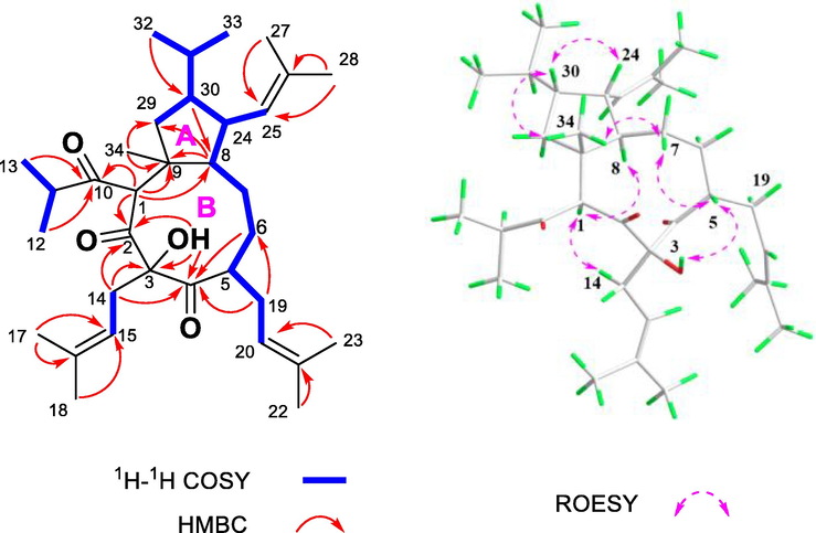 HMBC, 1H–1H COSY, and ROESY correlations of 2.