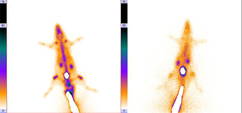 SPECT imaging of 99mTc-dendrimer-G2-alendronate (left), and 99mTc-MDP (right).