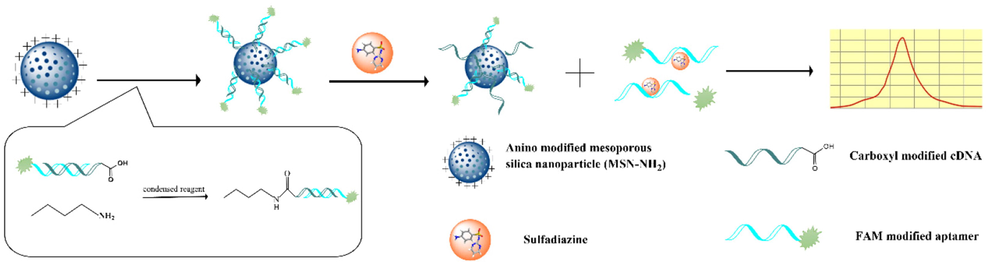 Schematic diagram of a fluorescent aptasensor based on MSN-NH2 to detect SDZ.