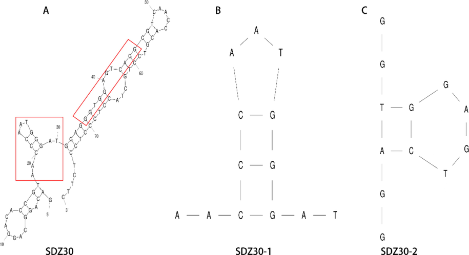 SDZ30 secondary structures and truncated aptamer secondary structures.(A) SDZ30; (B) SDZ30-1; (C)SDZ30-2.