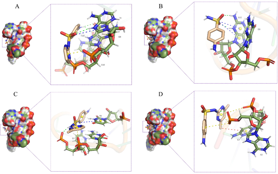 Three-dimensional structure of (A) SDZ30-1/SDZ, (B) SDZ30-1/SN, (C) SDZ30-1/SMR, (D) SDZ30-1/SMZ.