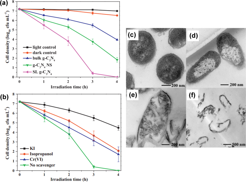 Photocatalytic disinfection performace of (a) various g-C3N4 and (b) single-layer g-C3N4 with diverse scavengers. g-C3N4 NS and SL g-C3N4 indicates g-C3N4 nanosheets and, single-layer g-C3N4, correspondingly. The TEM picture of E. coli before and after photocatalytic disinfection: (c) Before reaction and after irradiation for (d) 4 h, (e) 8 h, and (f) 12 h. Reprinted with permission from Zhao (2014). Copyright © 2014, Elsevier.