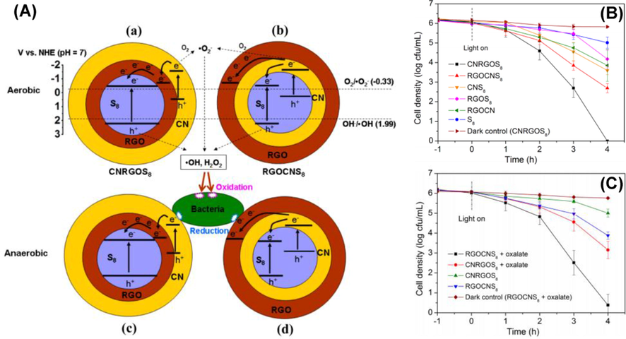 (A) Graphic represnetation of mechanism of photocatalytic bacterial inactivation (a) CNRGOS8 and (b) RGOCNS8 in aerobic and (c) CNRGOS8 and (d) anaerobic conditions of RGOCNS8. Photocatalytic inactivation activity vs E. Coli K-12 during as-prepared samples presence (B) aerobic and (C) anaerobic conditions under visible-light irradiation. Reprinted with permission from Wang (2013).
