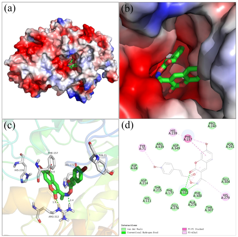 The molecular docking of compound 20 and α-glucosidase, (a, b) compound 20 in the electrostatics active pocket, (c) 3D view of compound 20 with α-glucosidase, (d) 2D view of compound 20 with α-glucosidase.