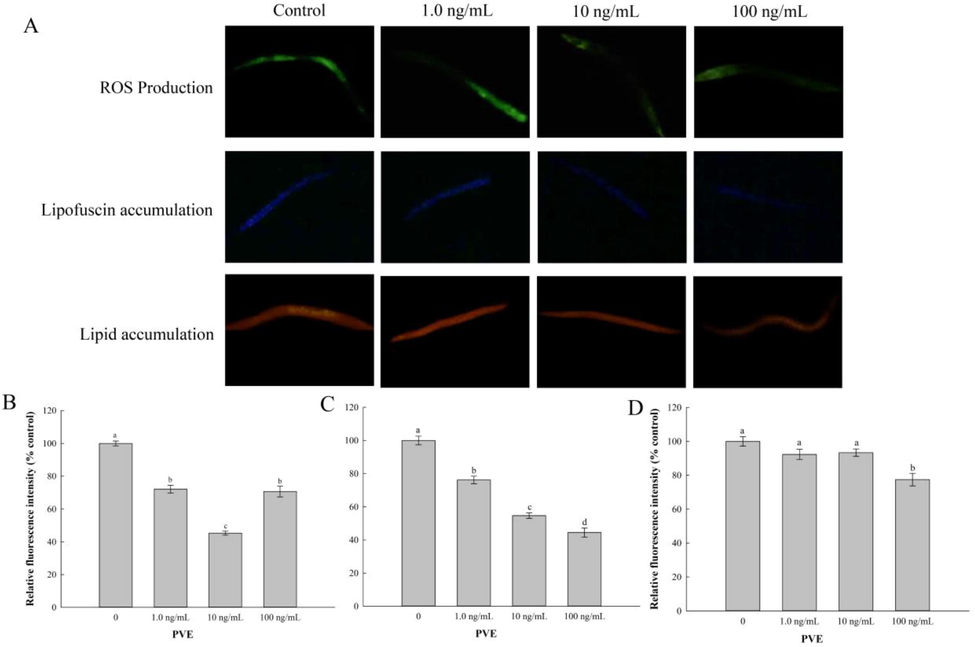 Effect of Paecilomyces variotii extract (PVE) on oxidative stress in C. elegans. L4 stage wild-type N2 nematodes were exposed to PVE at 0 (M9 buffer), 1.0, 10 and 100 ng/ml for 24 h. The results were shown as the percentage relative to the solvent control. (A) Representative images showing accumulations of ROS, lipofuscin and lipid, respectively; (B) Comparison of ROS production; (C) Comparison of lipofuscin accumulation, and (D) Comparison of lipid accumulation. The results were expressed as mean ± standard error of the mean. The statistical significance of difference was analyzed by one-way ANOVA with Student-Newman-Keuls test. Bars with no letters in common are significantly different (p < 0.05).