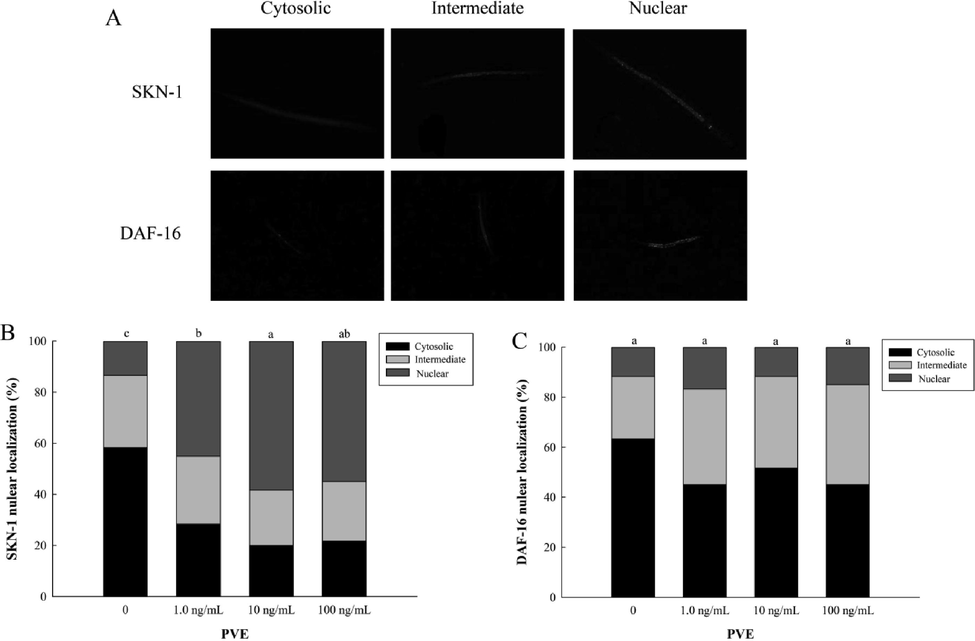 Effect of Paecilomyces variotii extract (PVE) on intracellular localization of SKN-1 and DAF-16 in C. elegans. L4 stage wild-type N2 nematodes were exposed to PVE at 0 (M9 buffer), 1.0, 10 and 100 ng/ml for 24 h. (A) The cytosolic localization of SKN-1::GFP and DAF-16::GFP; (B) Intracellular localization of SKN-1; (C) Intracellular localization of DAF-16. The results were expressed as mean ± standard error of the mean. The statistical significance of difference was analyzed by one-way ANOVA with Student-Newman-Keuls test. Bars with no letters in common are significantly different (p < 0.05).