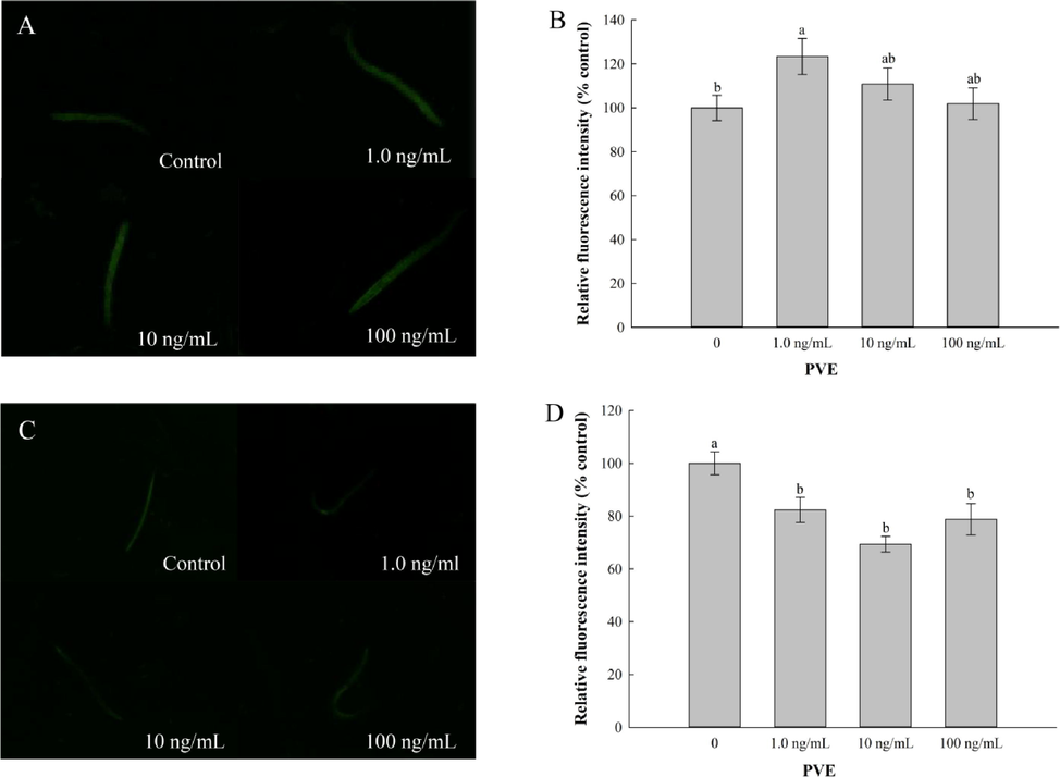 Effect of Paecilomyces variotii extract (PVE) on reactive oxygen species (ROS) production of C. elegans. L4 stage mutant nematodes were exposed to PVE at 0 (M9 buffer), 1.0, 10 and 100 ng/ml for 24 h. (A) Representative images showing ROS production in EU1 (skn-1(zu67)); (B) Comparison of fluorescence intensity in EU1 (skn-1(zu67)); (C) Representative images showing ROS production in GR1307 (daf-16(mgDF50)); (D) Comparison of fluorescence intensity in GR1307 (daf-16(mgDF50)). The results were expressed as mean ± standard error of the mean. The statistical significance of difference was analyzed by one-way ANOVA with Student-Newman-Keuls test. Bars with no letters in common are significantly different (p < 0.05).