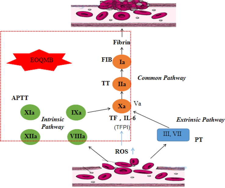 Schematic diagram of anticoagulation mechanism.