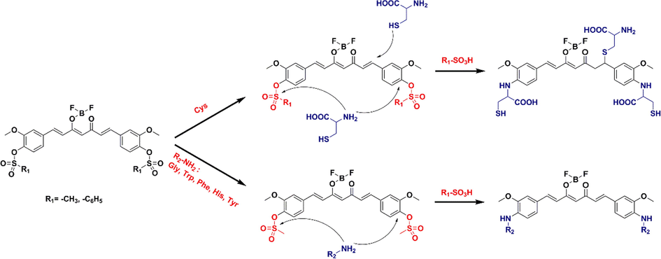 Mechanism of recognition of six amino acids by curcumin-derived probes.