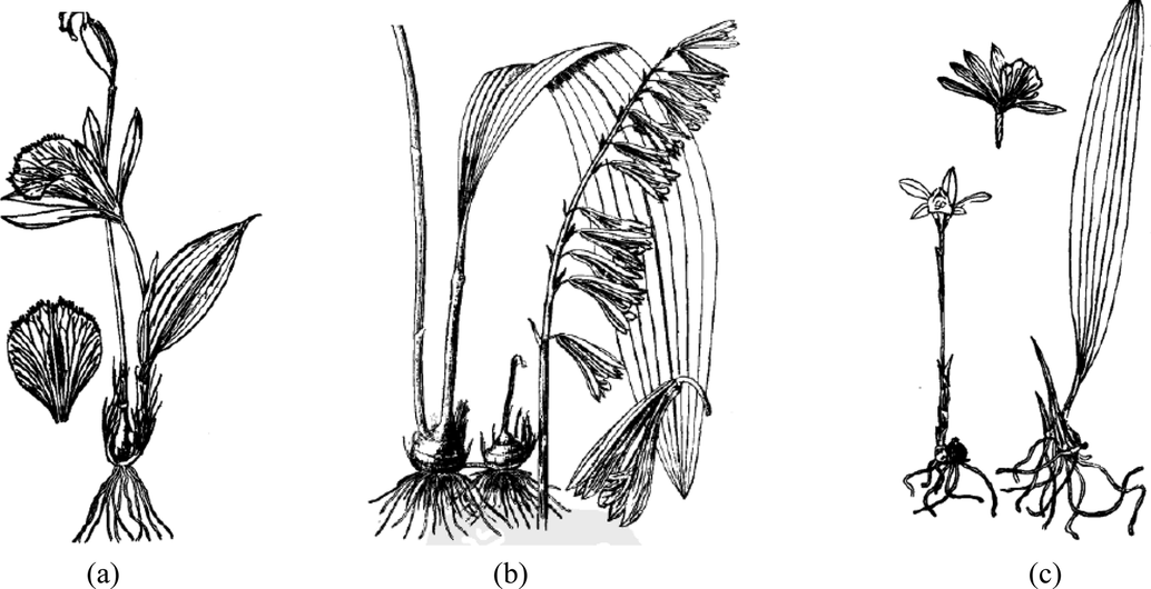 Sketch of PB (a), CA (b) and PY (c). (Cited from the Flora of China, http://www.iplant.cn/foc/).