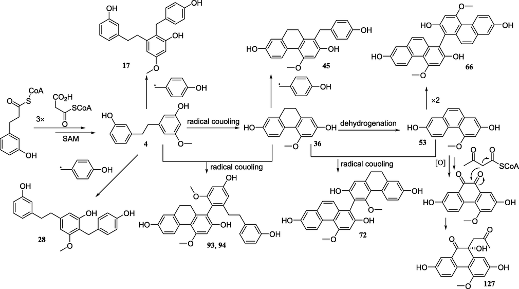 Plausible biogenetic pathway of some different types of stilbenes.