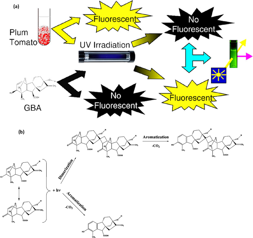 (a) Systematic diagram of PIF phenomenon; (b) mechanism for the photochemical reactions of gibberellic acid. Reprinted from (Murillo Pulgarín et al., 2013) with permission from American Chemical Society.