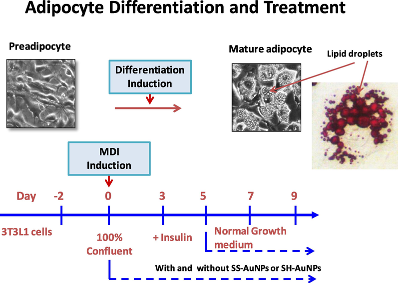 Experimental design of pre- and mature- adipocyte culture and treatment.