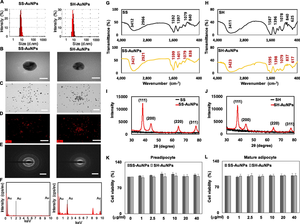 Physicochemical characterization and cell viability of SS-AuNPs and SH-AuNPs. Hydrodynamic size (A), HR-TEM images at low (B, Scale bar = 10 nm.) and high (C, Scale bar = 200 nm.), HAADF imaging (D, Scale bar = 200 nm.), (E) SAED patterns, (F) EDS, (G, H) FTIR analysis, and (I, J), XRD (K, L) cell viability of SS-AuNPs and SH-AuNPs.