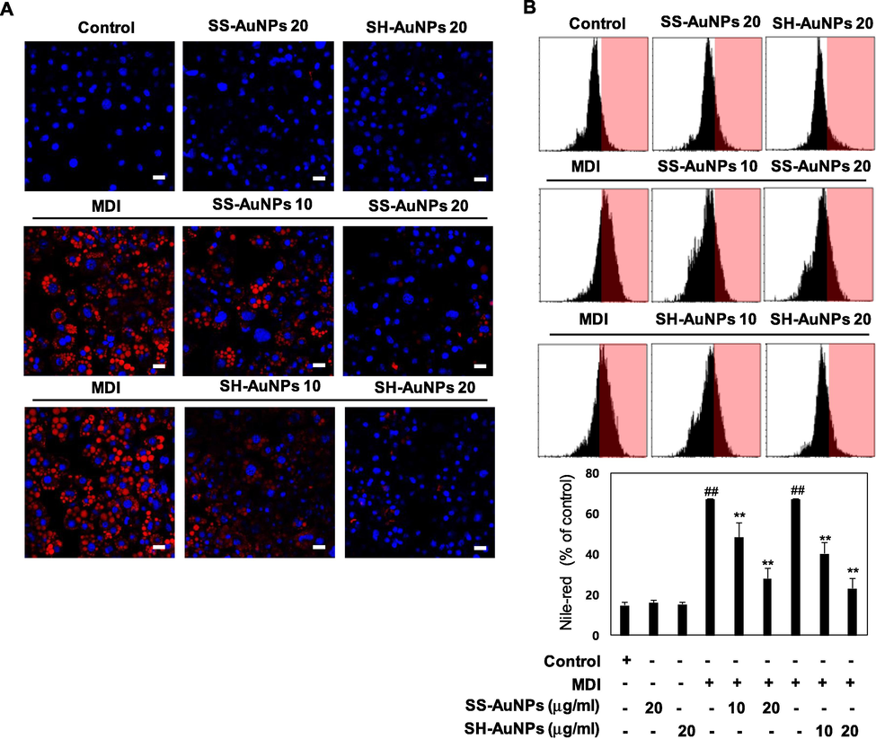 Nile-Red staining activity of SS-AuNPs and SH-AuNPs. Nile-red staining activity was detected by confocal microscopy (A, Scale bar = 100 μm) Nile-red staining activity was detected by flow cytometry (B).