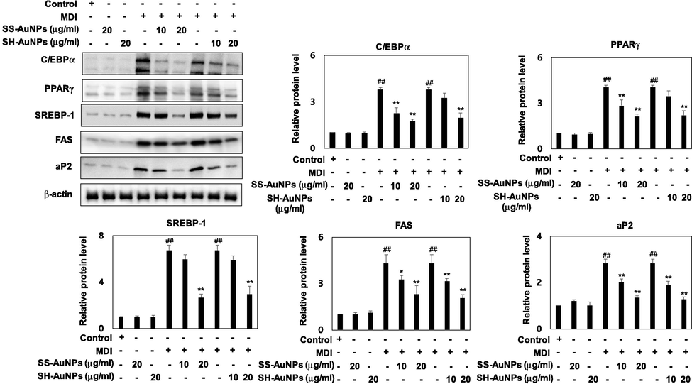 Downregulation of C/EBPα, PPARγ, SREBP-1, FAS, and aP2 by SS-AuNPs and SH-AuNPs. (A) Effect of SS-AuNPs and SH-AuNPs on C/EBP, PPAR, SREBP-1, FAS, and aP2 expression.
