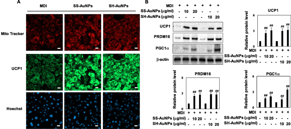 Upregulation of mitochondrial thermogenesis by SS-AuNPs and SH-AuNPs. (A) Effect of SS-AuNPs and SH-AuNPs on mitochondrial biogenesis. Scale bar = 100 μm. (B) Effect of SS-AuNPs and SH-AuNPs on UCP1, PRDM16, and PGC1α expression.