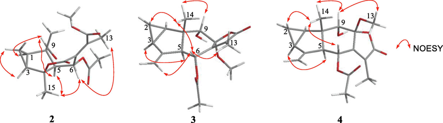 Selected NOESY correlations of compounds 2–4.