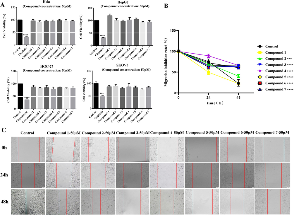 Compound 4 can significantly inhibit the migration but not the cell viability of HepG2 cells in vitro. (A) Cell viability tests on Hela, HepG2, HGC-27 and SKOV3 cells showed that compounds 1–7 did not inhibit the activity of cancer cells at the concentration of 50 μM within 48 h. (B, C) Compounds 1–7 were added to HepG2 cells for wound healing assays. Compound 4 had the strongest migration inhibitory effect on HepG2 cells at a concentration of 50 μM. (Data are represented as the means ± SDs, n = 3. * P < 0.05, ** P < 0.01, *** P < 0.001, ****P < 0.0001.).